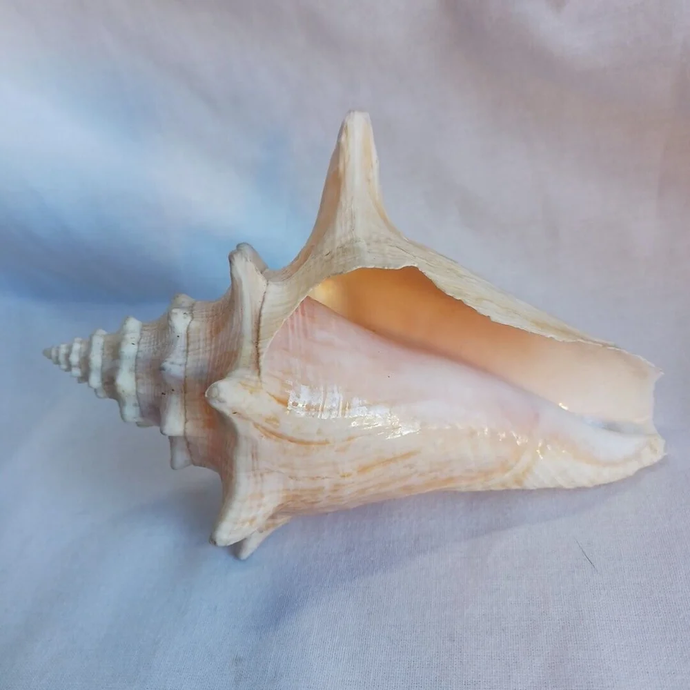 Conch Shell 6 Inch